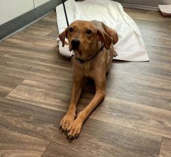 Shelter Stray Female Dog last seen Cabrillo Park, San Diego, CA, 92107, 5500 Gaines St, San Diego, CA 92110, USA