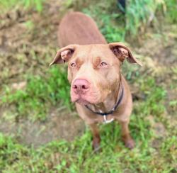 Shelter Stray Female Dog last seen ADOPTION RETURN, OR, 1700 W Historic Columbia River Hwy, Troutdale, OR 97060, USA