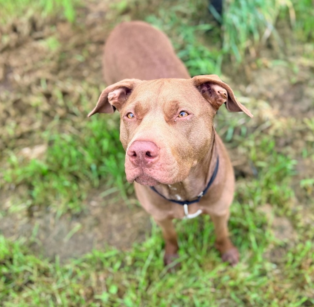 Shelter Stray Female Dog last seen ADOPTION RETURN, OR, 1700 W Historic Columbia River Hwy, Troutdale, OR 97060, USA