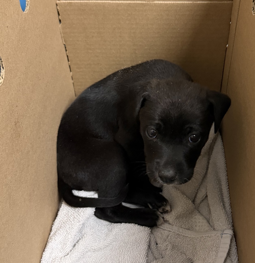 Shelter Stray Female Dog last seen Palm Avenue, San Diego, CA, 92154, 5500 Gaines St, San Diego, CA 92110, USA