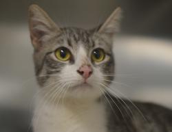 Shelter Stray Female Cat last seen NE 33rd Dr & NE Riverside Way, PORTLAND, OR, 97211, 1700 W Historic Columbia River Hwy, Troutdale, OR 97060, USA