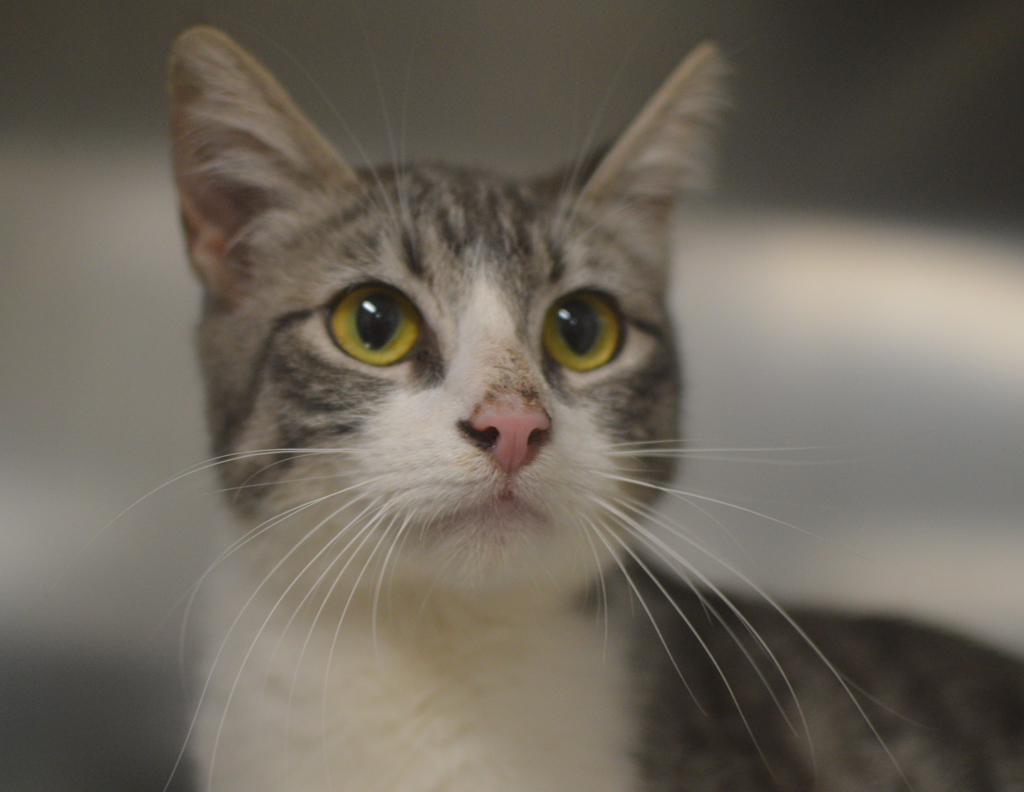 Shelter Stray Female Cat last seen NE 33rd Dr & NE Riverside Way, PORTLAND, OR, 97211, 1700 W Historic Columbia River Hwy, Troutdale, OR 97060, USA