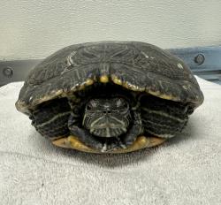 Shelter Stray Male Reptile last seen Hollister Street, San Diego, CA, 92154, 5500 Gaines St, San Diego, CA 92110, USA