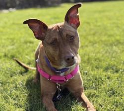 Shelter Stray Female Dog last seen NW 18th Avenue, PORTLAND, OR, 97209, 1700 W Historic Columbia River Hwy, Troutdale, OR 97060, USA