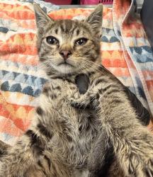 Shelter Stray Male Cat last seen Near Abador Road, San Diego, CA, 92154, 5500 Gaines St, San Diego, CA 92110, USA