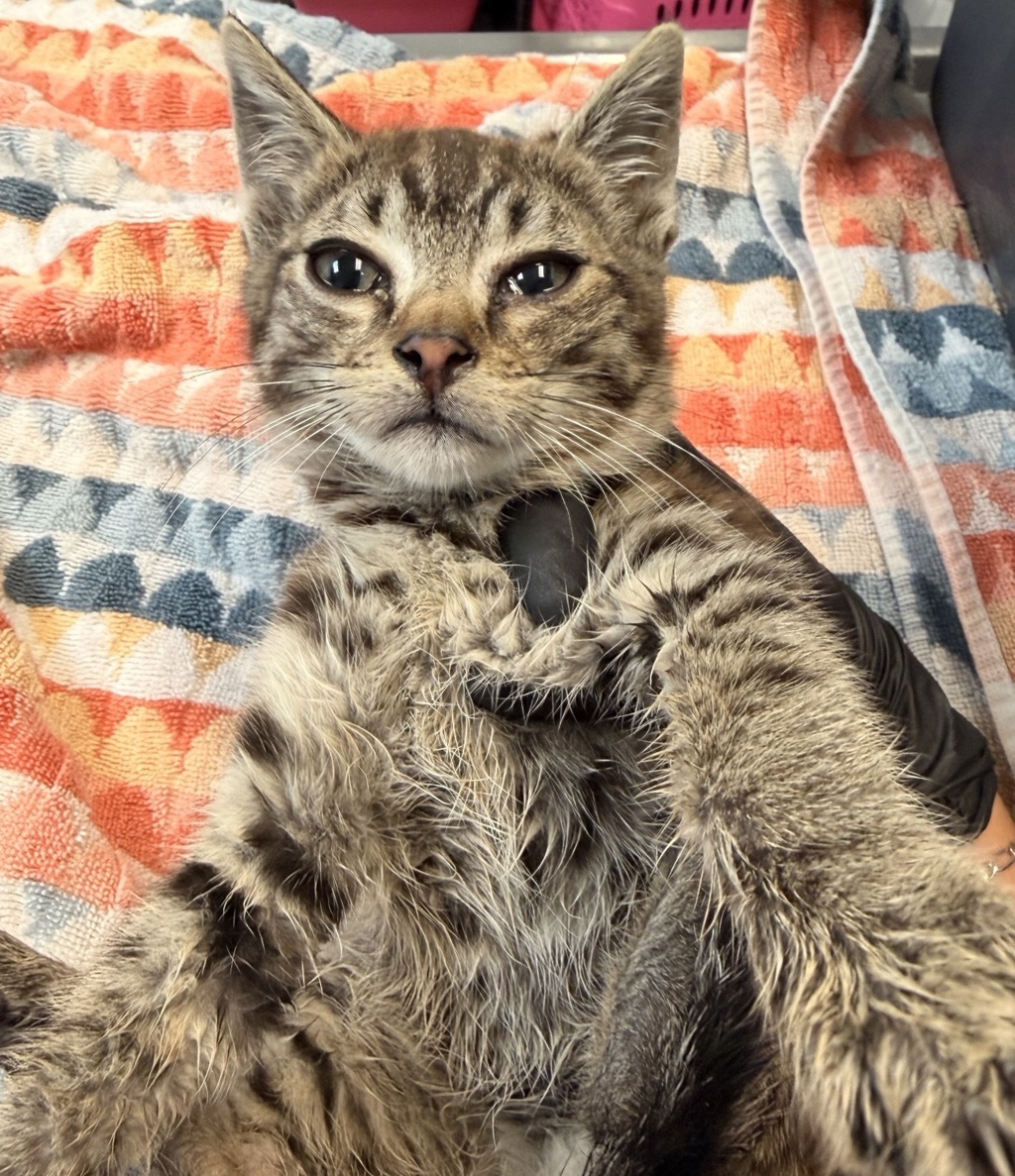 Shelter Stray Male Cat last seen Near Abador Road, San Diego, CA, 92154, 5500 Gaines St, San Diego, CA 92110, USA