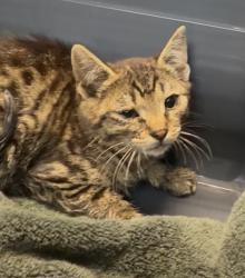Shelter Stray Male Cat last seen Near Abador Road, San Diego, CA, 92154, 5500 Gaines St, San Diego, CA 92110, USA
