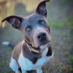 Shelter Stray Male Dog last seen SE 68th and SE Woodstock Blvd, PORTLAND, OR, 97206, 1700 W Historic Columbia River Hwy, Troutdale, OR 97060, USA
