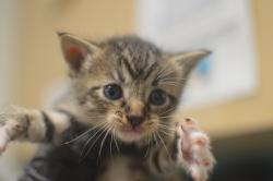 Shelter Stray Male Cat last seen NE 33rd Dr & NE Riverside Way, PORTLAND, OR, 97211, 1700 W Historic Columbia River Hwy, Troutdale, OR 97060, USA