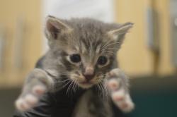 Shelter Stray Male Cat last seen NE 33rd Dr & NE Riverside Way, PORTLAND, OR, 97211, 1700 W Historic Columbia River Hwy, Troutdale, OR 97060, USA
