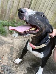 Found/Stray Female Dog last seen St Charles Blvd and Loyola Dr, Little Rock, AR 72211