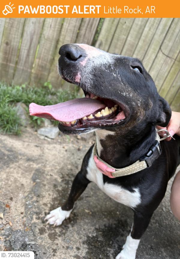 Found/Stray Female Dog last seen St Charles Blvd and Loyola Dr, Little Rock, AR 72211