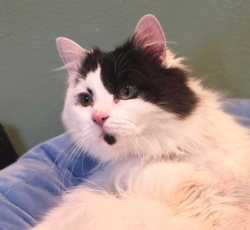 Shelter Stray Male Cat last seen OR, 1700 W Historic Columbia River Hwy, Troutdale, OR 97060, USA