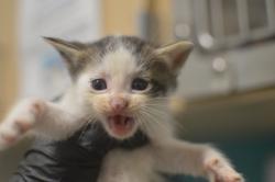 Shelter Stray Male Cat last seen NE 33rd Dr & NE Riverside Way, PORTLAND, OR, 97211, 1700 W Historic Columbia River Hwy, Troutdale, OR 97060, USA