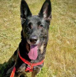 Shelter Stray Female Dog last seen Adoption Return, PORTLAND, OR, 97266, 1700 W Historic Columbia River Hwy, Troutdale, OR 97060, USA