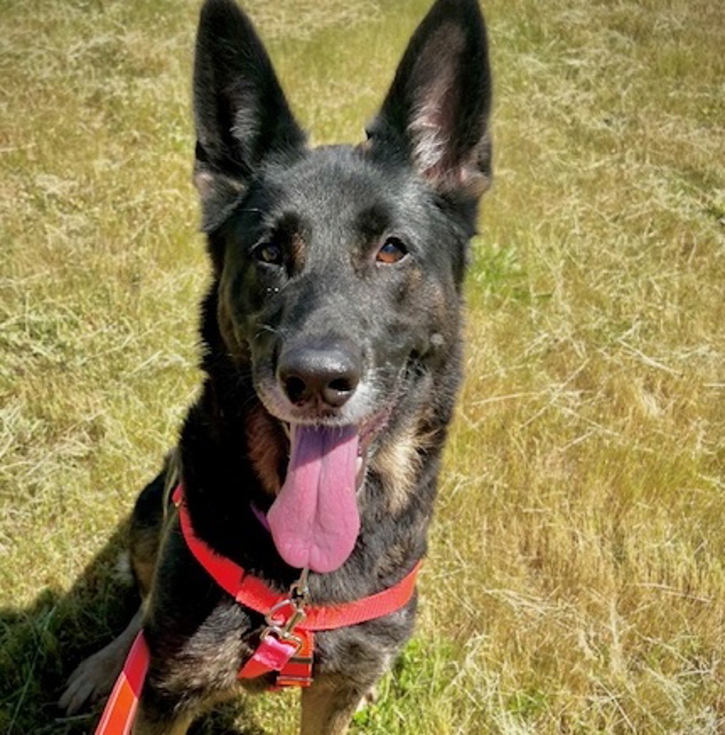Shelter Stray Female Dog last seen Adoption Return, PORTLAND, OR, 97266, 1700 W Historic Columbia River Hwy, Troutdale, OR 97060, USA