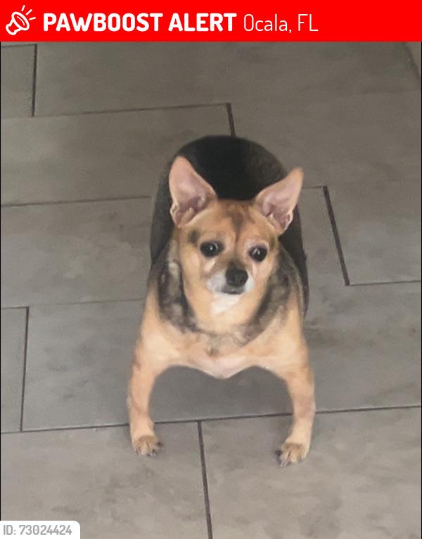 Lost Female Dog last seen 156th Pl in Marion Oaks, Ocala, FL 34473