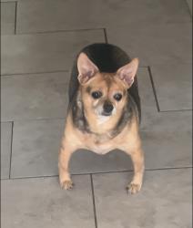 Lost Female Dog last seen 156th Pl in Marion Oaks, Ocala, FL 34473