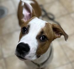 Shelter Stray Male Dog last seen SE 127TH AND STARK ST, PORTLAND, OR, 97233, 1700 W Historic Columbia River Hwy, Troutdale, OR 97060, USA