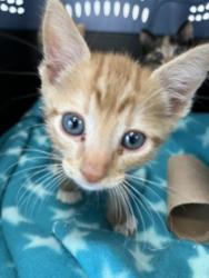 Shelter Stray Male Cat last seen Near Dwight Street, San Diego, CA, 92105, 5500 Gaines St, San Diego, CA 92110, USA