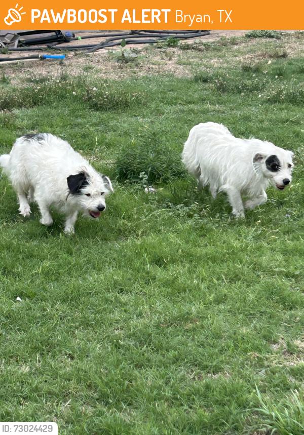 Found/Stray Unknown Dog last seen Family dollar on Georgia, Bryan, TX 77803