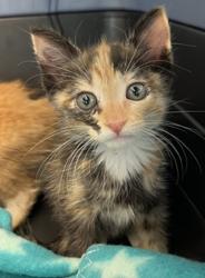 Shelter Stray Female Cat last seen Near Dwight Street, San Diego, CA, 92105, 5500 Gaines St, San Diego, CA 92110, USA