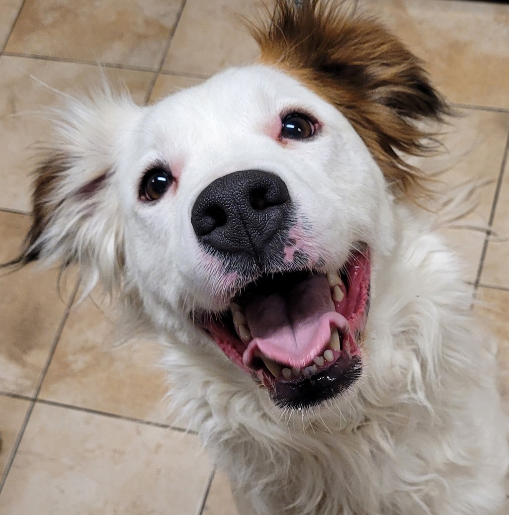 Shelter Stray Male Dog last seen 122nd / foster, PORTLAND, OR, 97266, 1700 W Historic Columbia River Hwy, Troutdale, OR 97060, USA