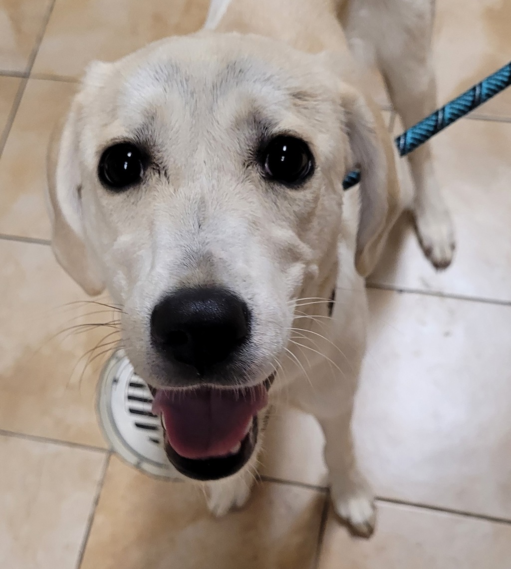 Shelter Stray Female Dog last seen 122nd / foster, PORTLAND, OR, 97266, 1700 W Historic Columbia River Hwy, Troutdale, OR 97060, USA