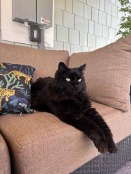 Reunited Male Cat last seen Jordan St. and N 29th St., Boise, ID 83702
