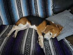 Found/Stray Female Dog last seen South Daytona, Holy Cross Lutheran Church, South Daytona, FL 32119