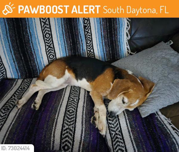 Found/Stray Female Dog last seen South Daytona, Holy Cross Lutheran Church, South Daytona, FL 32119