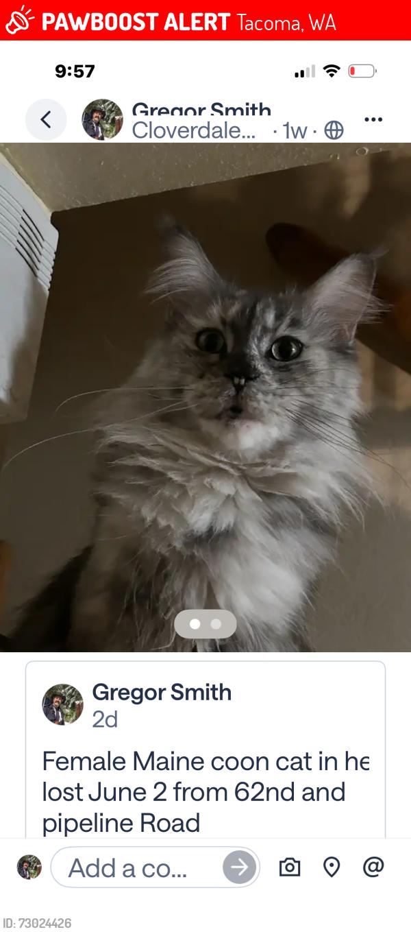 Lost Female Cat last seen East 62nd and pipeline Road, Tacoma, WA 98404
