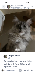 Lost Female Cat last seen East 62nd and pipeline Road, Tacoma, WA 98404