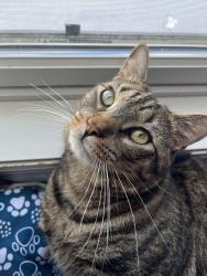 Reunited Male Cat last seen Delaware Ave & Trenton Ave, Paterson, NJ 07503