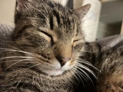 Lost Male Cat last seen On my car in driveway @ 17428 9th st. Montverde , Montverde, FL 34756