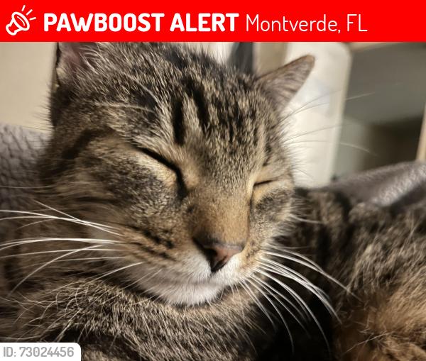 Lost Male Cat last seen On my car in driveway @ 17428 9th st. Montverde , Montverde, FL 34756