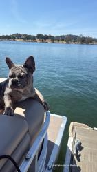 Reunited Male Dog last seen Western ave, Los Angeles, CA 90047