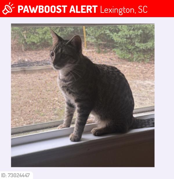 Lost Female Cat last seen Hendrix Street, Lexington, SC 29072