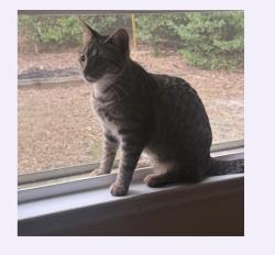 Lost Female Cat last seen Hendrix Street, Lexington, SC 29072