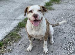 Lost Male Dog last seen Near nw 70th st Miami,fl, Miami, FL 33150