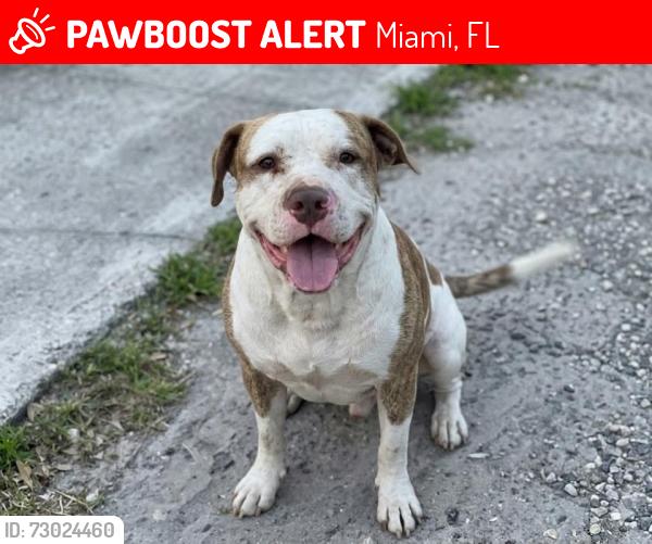 Lost Male Dog last seen Near nw 70th st Miami,fl, Miami, FL 33150
