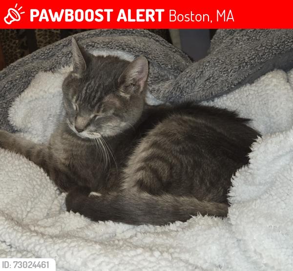 Lost Female Cat last seen Thorton/ Cedar st Roxbury, Boston, MA 02119