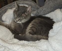 Lost Female Cat last seen Thorton/ Cedar st Roxbury, Boston, MA 02119