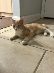 Lost Male Cat last seen anita st, Des Plaines, IL 60016