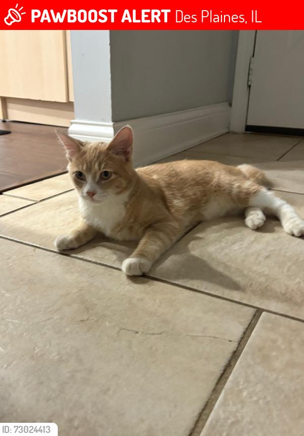 Lost Male Cat last seen anita st, Des Plaines, IL 60016