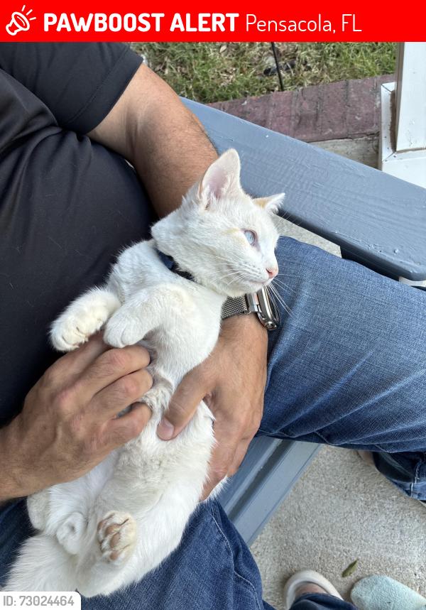 Lost Male Cat last seen Betmark Lane and Ten Mile, Pensacola, FL 32534