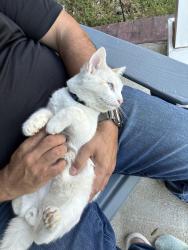 Lost Male Cat last seen Betmark Lane and Ten Mile, Pensacola, FL 32534