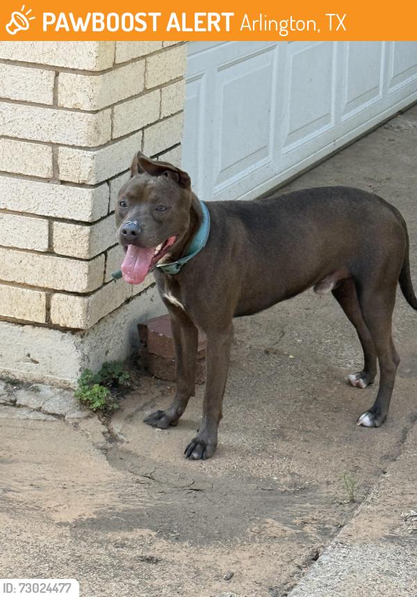 Found/Stray Male Dog last seen Lee & Hilldale , Arlington, TX 76016