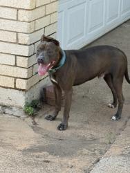 Found/Stray Male Dog last seen Lee & Hilldale , Arlington, TX 76016