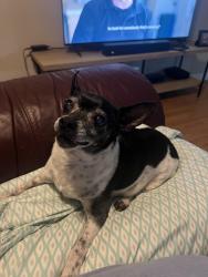 Reunited Male Dog last seen Old Cowan road, Acworth, GA 30101